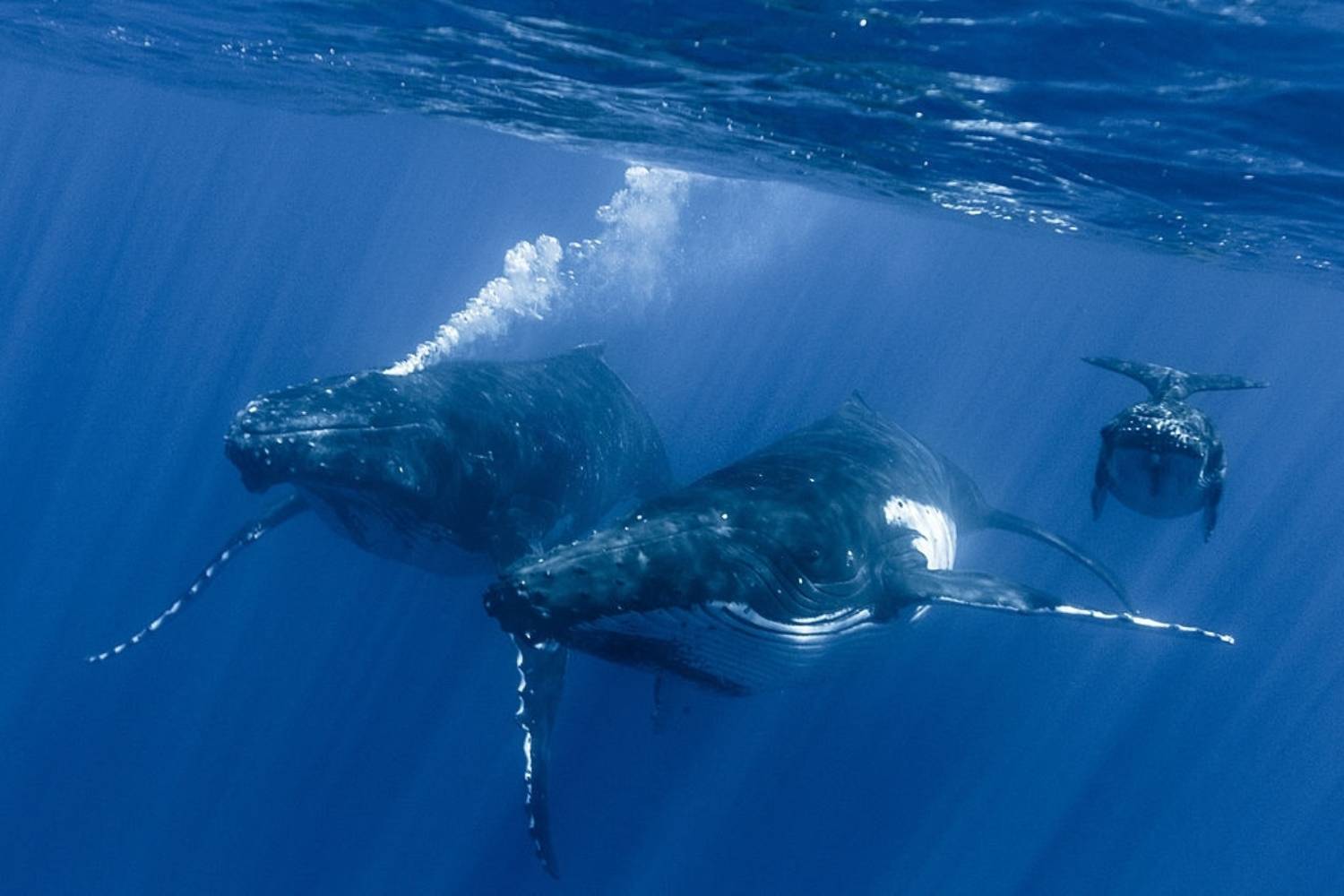 Migration de la baleine à bosse