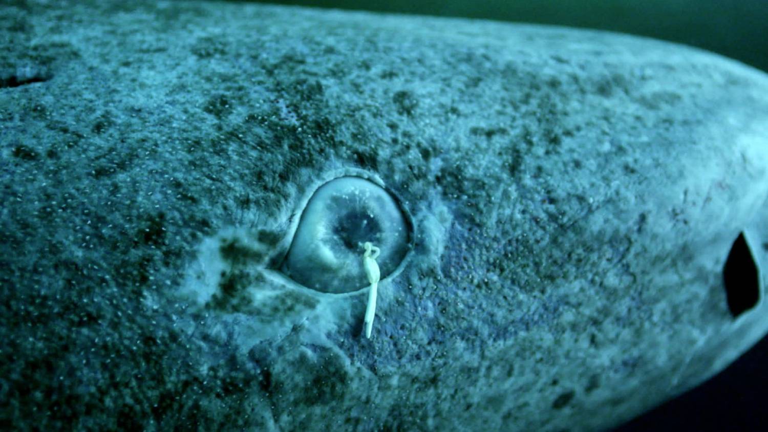 Ommatokoita elongata requin du Groenland