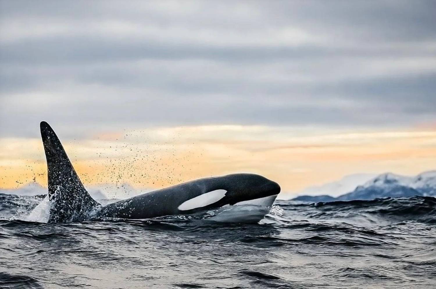 La Mue De La Peau à L’origine De La Migration De L’orque Antarctique ?
