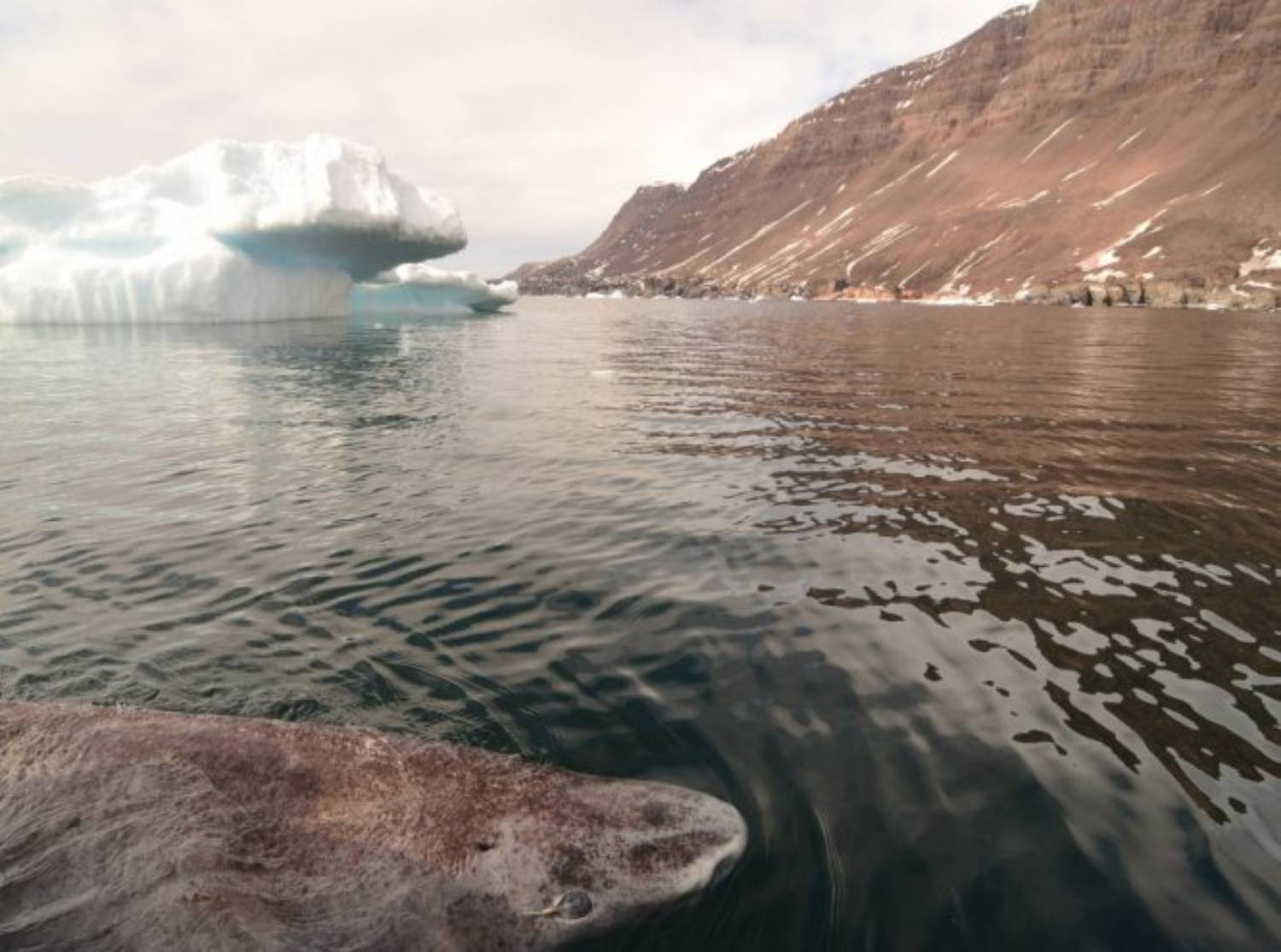 Requin du Groenland 13
