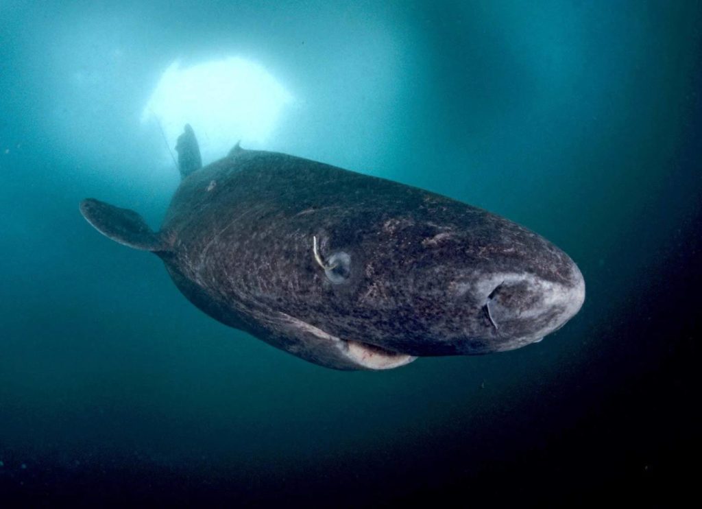 Requin du Groenland, tout savoir sur Somniosus microcephalus