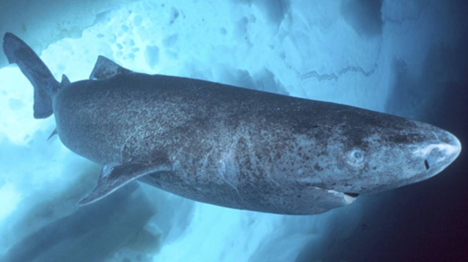 Requin du Groenland 3