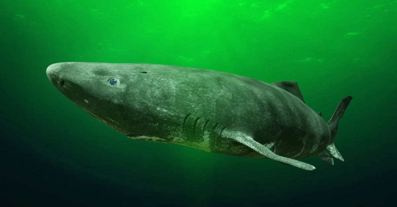 Requin du Groenland 8