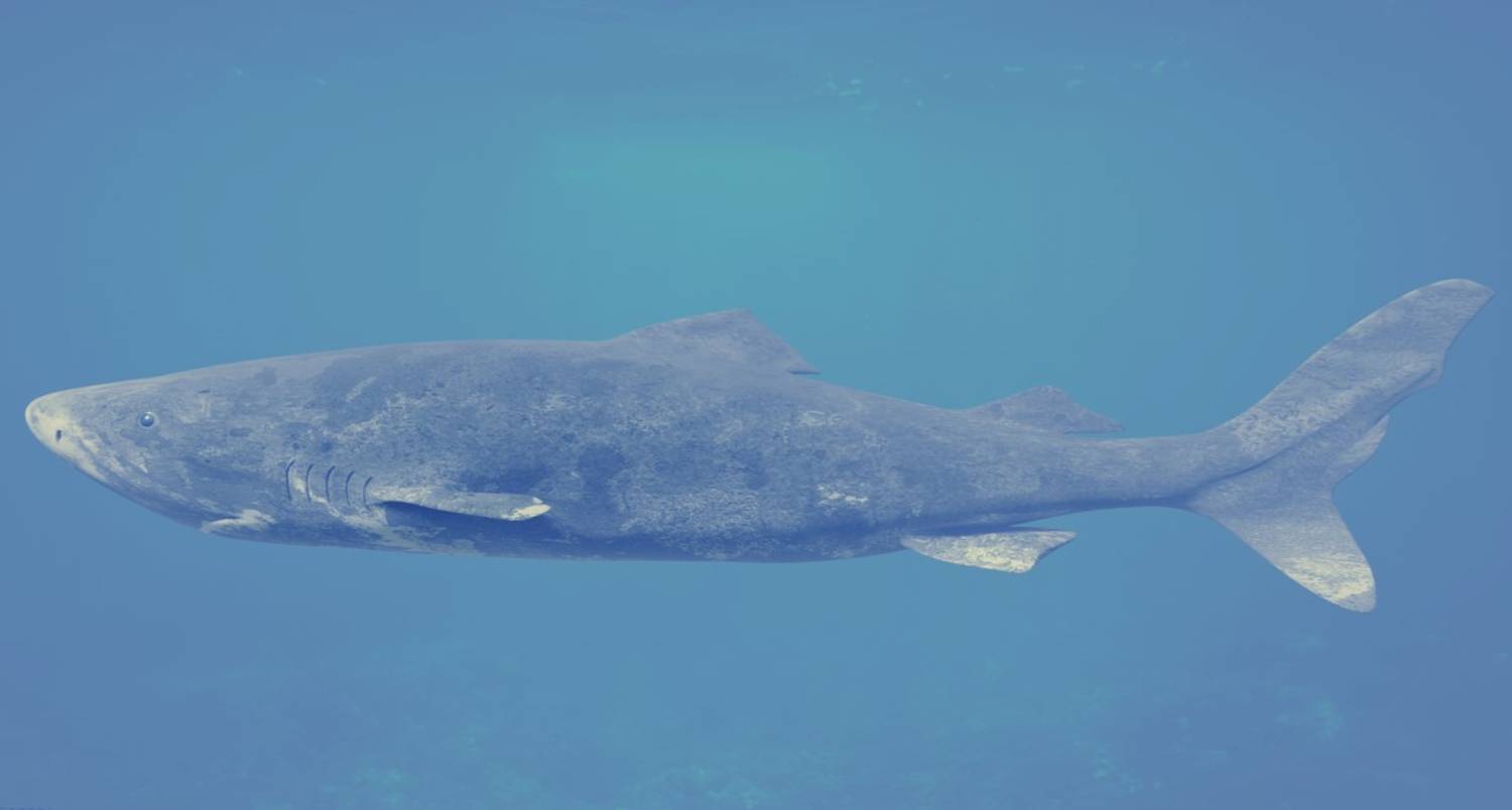 Requin du Groenland 9