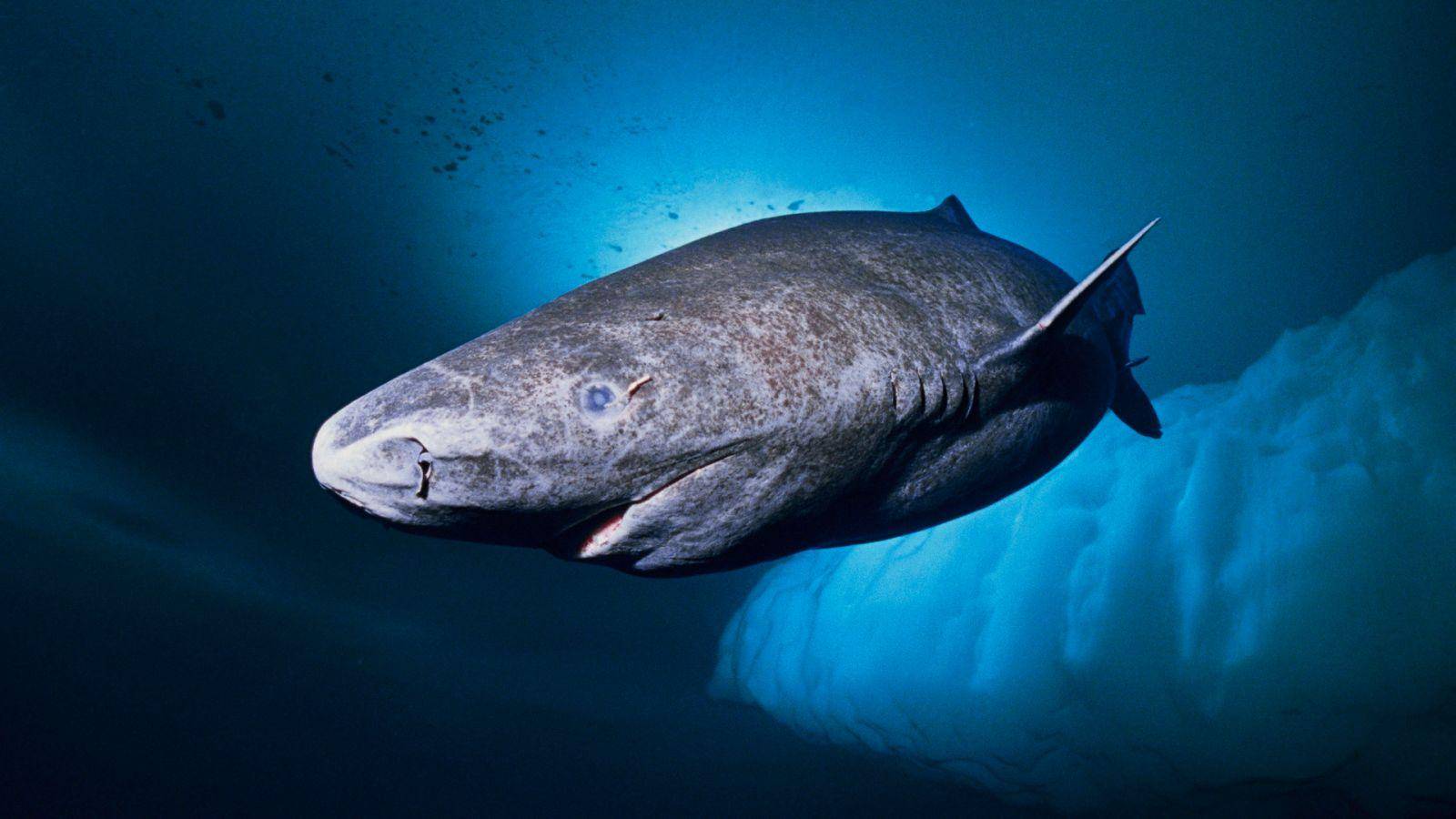 Requin Du Groenland