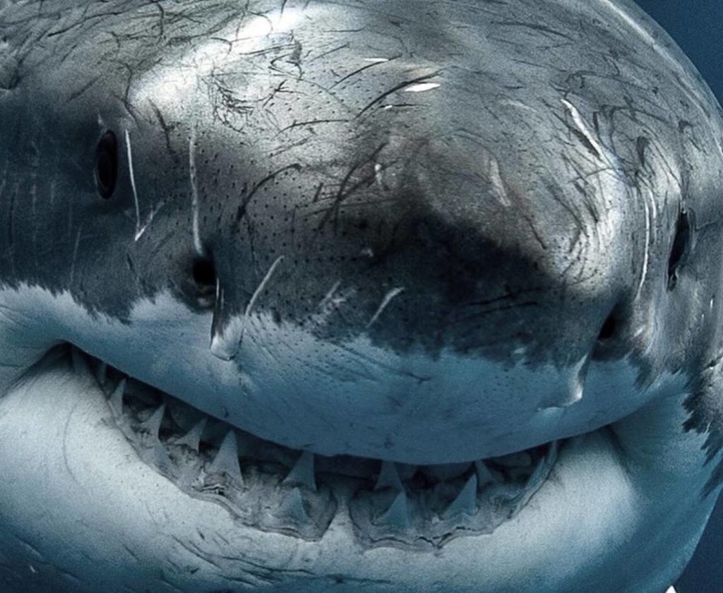 Ampoules de Lorenzini gros plan sur le sixième sens du requin
