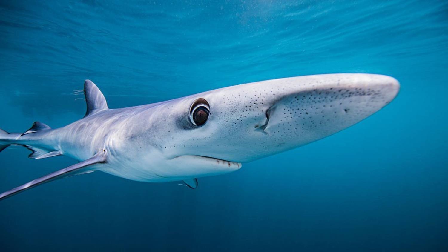 Ampoules De Lorenzini : Gros Plan Sur Le Sixième Sens Du Requin