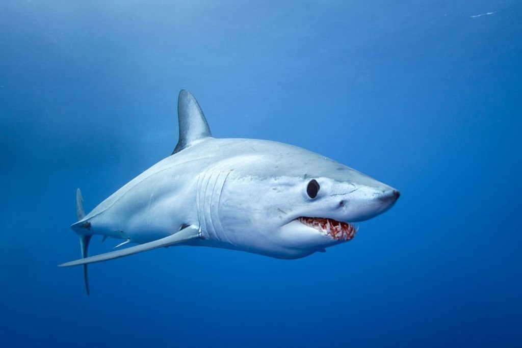 Ampoules de Lorenzini gros plan sur le sixième sens du requin