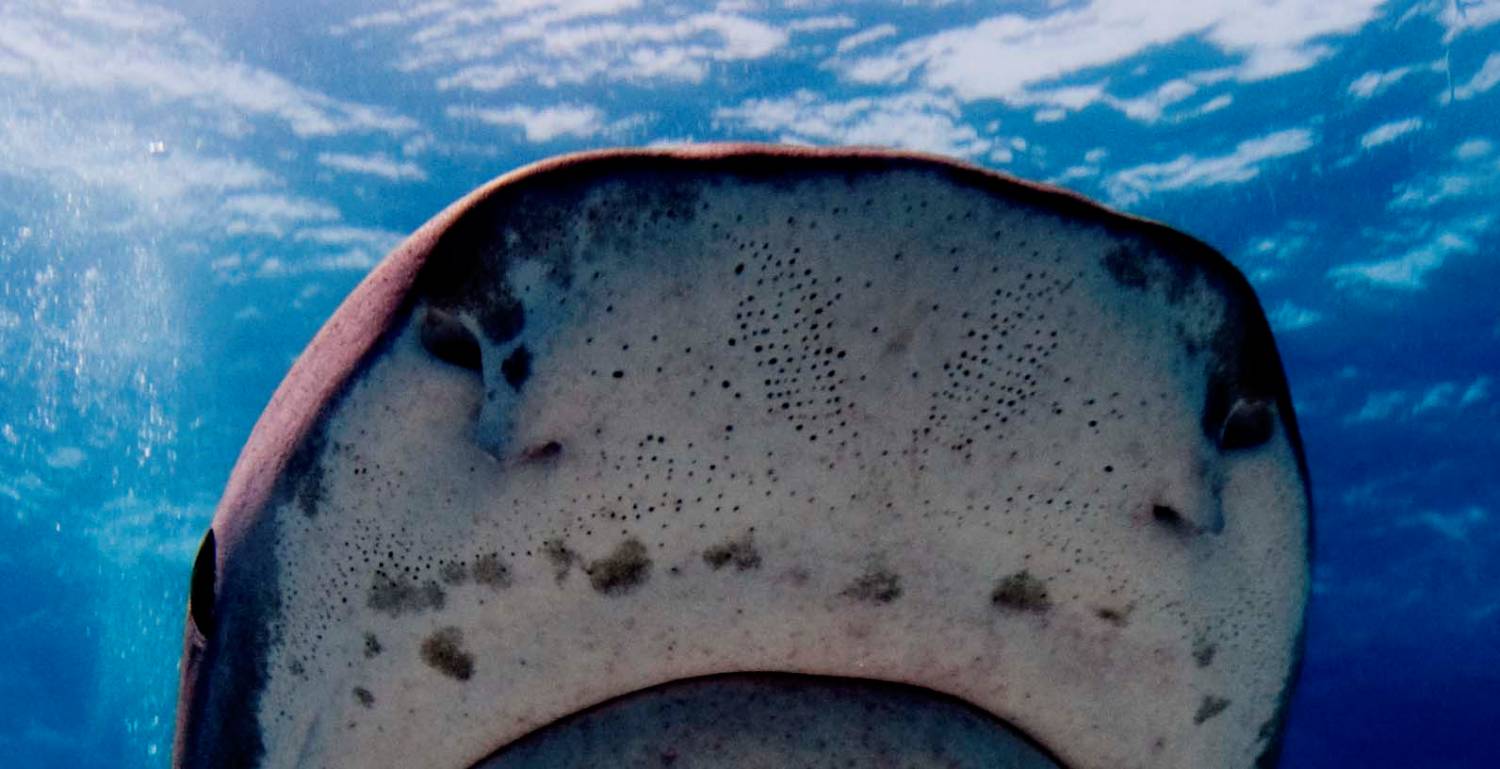 Ampoule de Lorenzini requin tigre