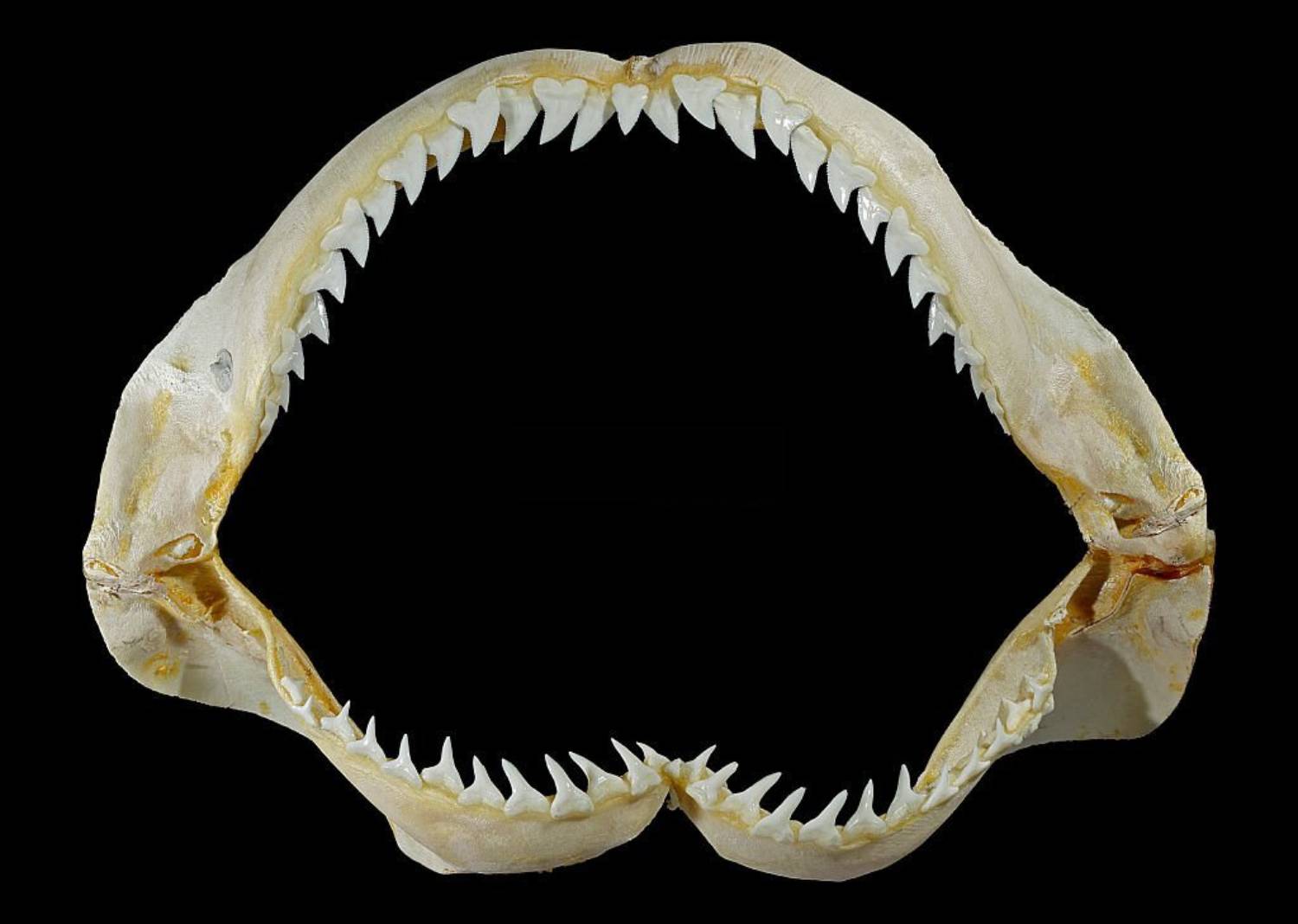 Dent de requin bouledogue