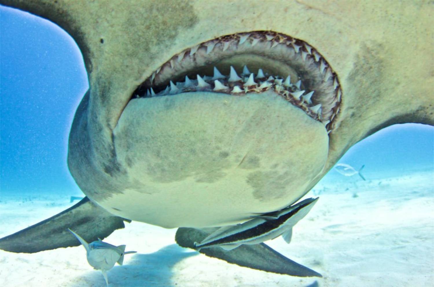 Dent de requin marteau