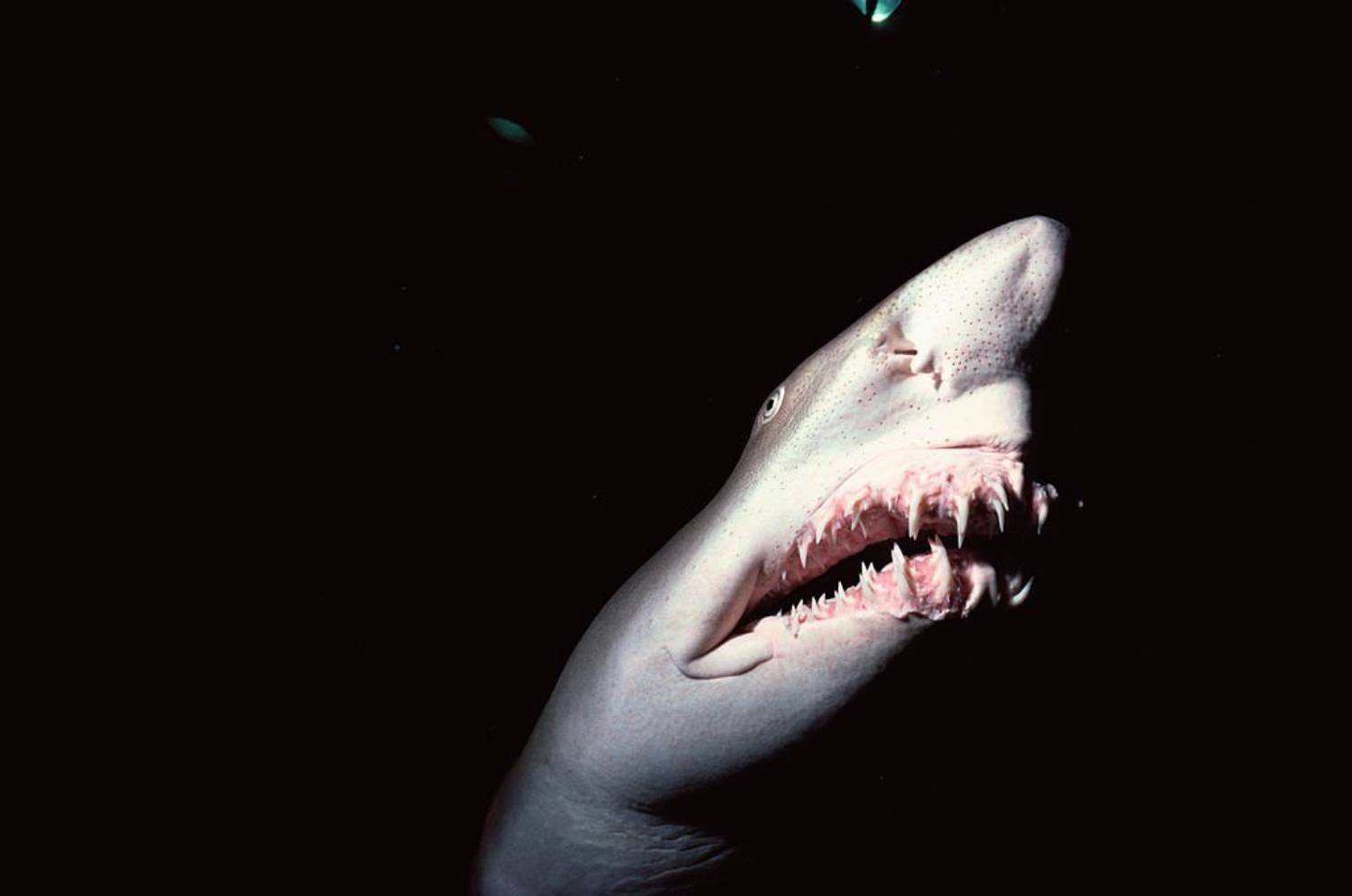 Dent de requin taureau