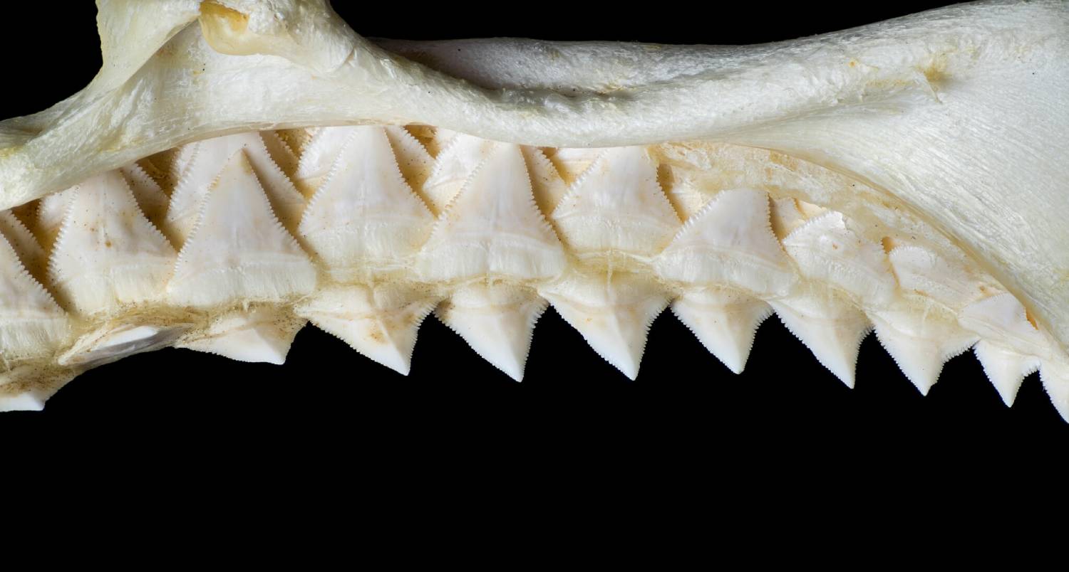 Dent de requin squalelet féroce