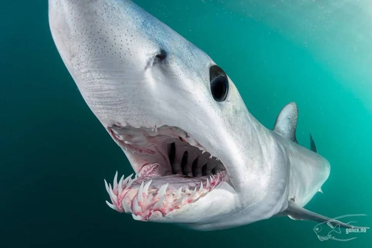 Dents de requin mako