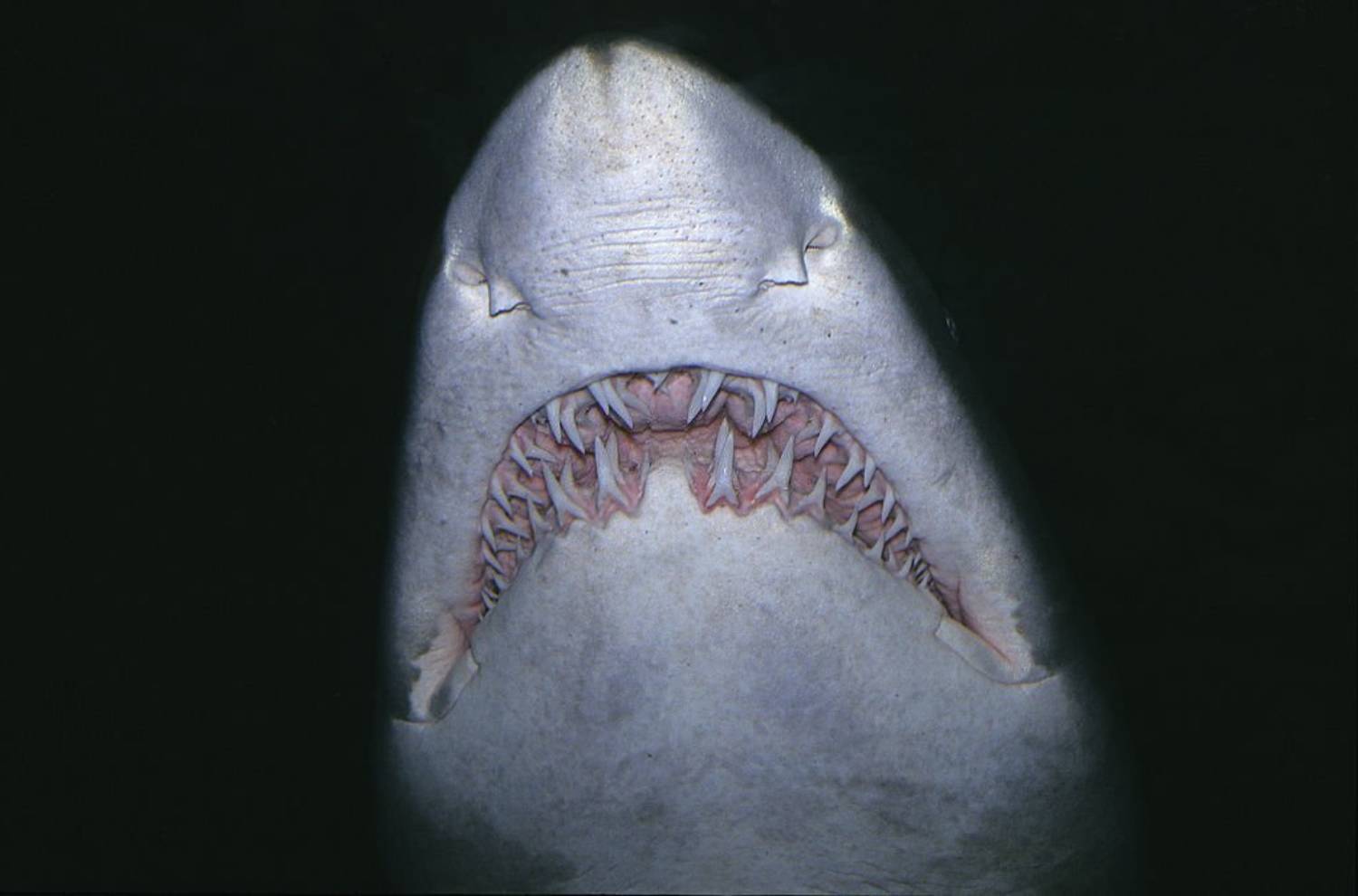Dent de requin taureau