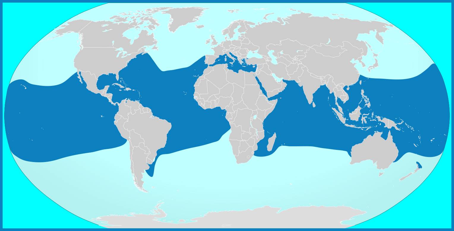 Aire de répartition du requin longimane