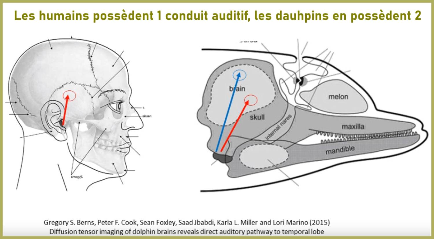 Conduit auditif cerveau dauphin humain