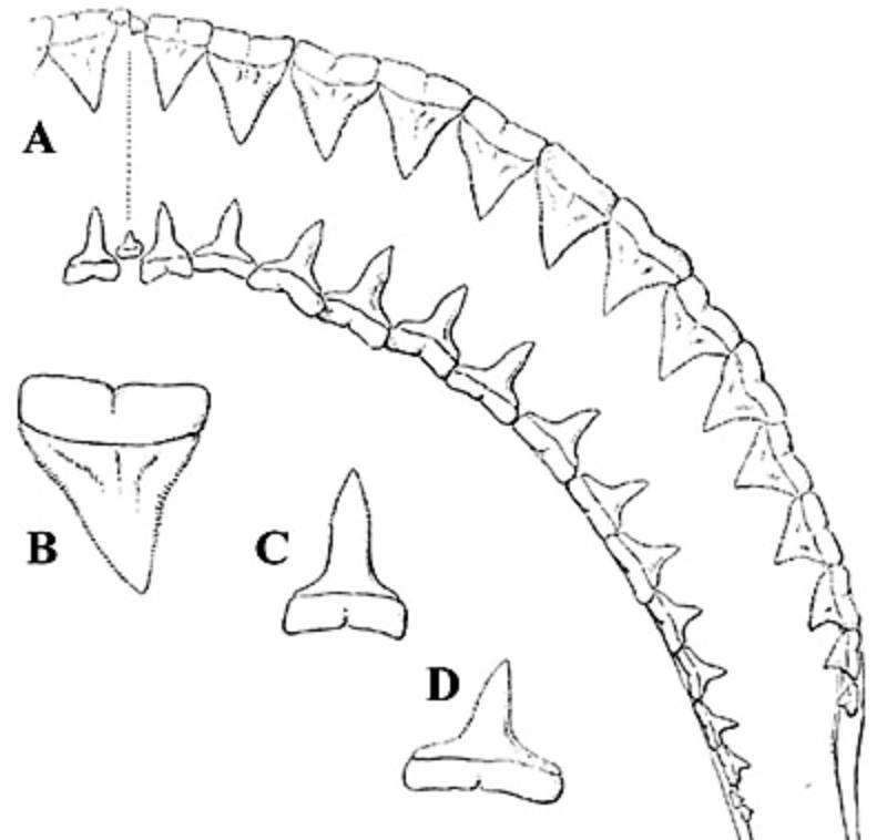 Dentition du requin longimane