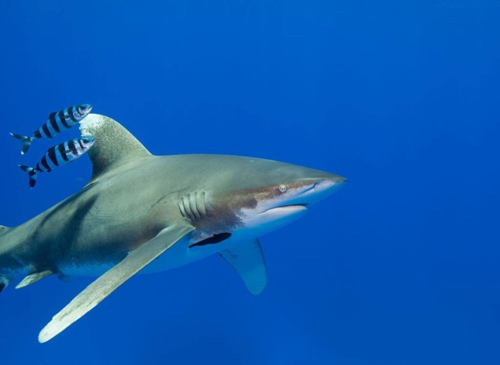 Requin longimane, tout savoir sur Carcharhinus longimanus