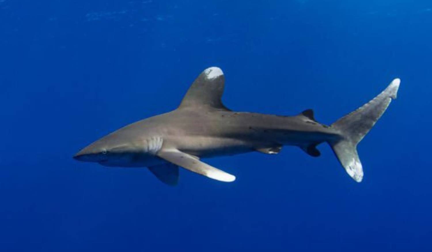 Longimane - Carcharhinus longimanus 20