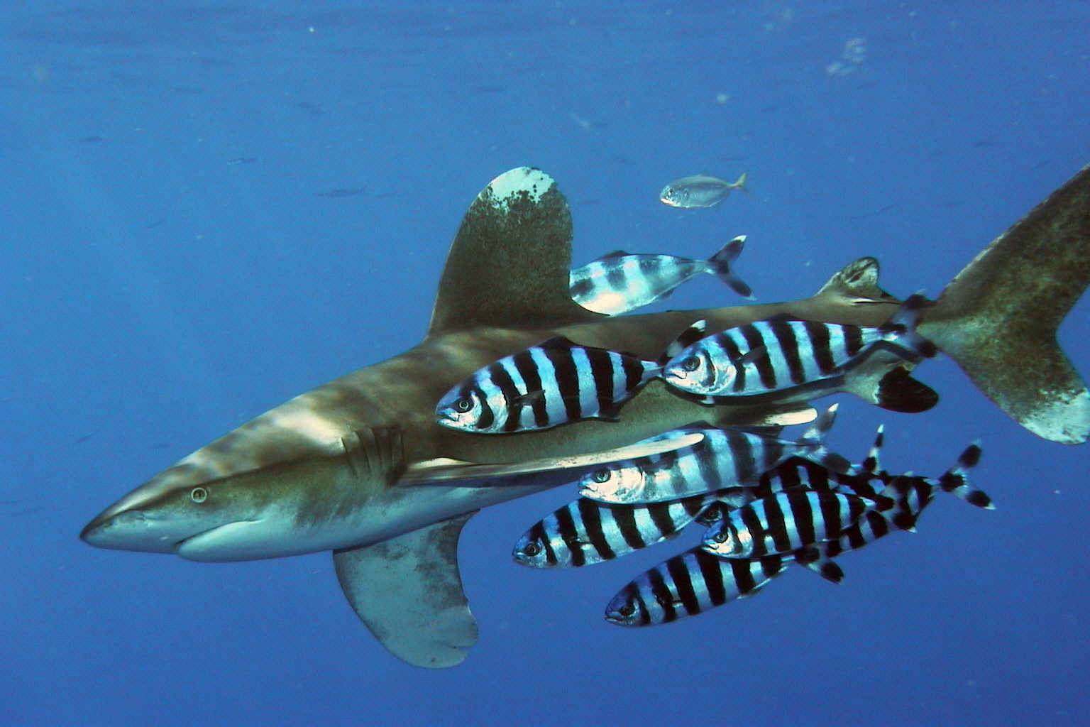Longimane - Carcharhinus longimanus 23