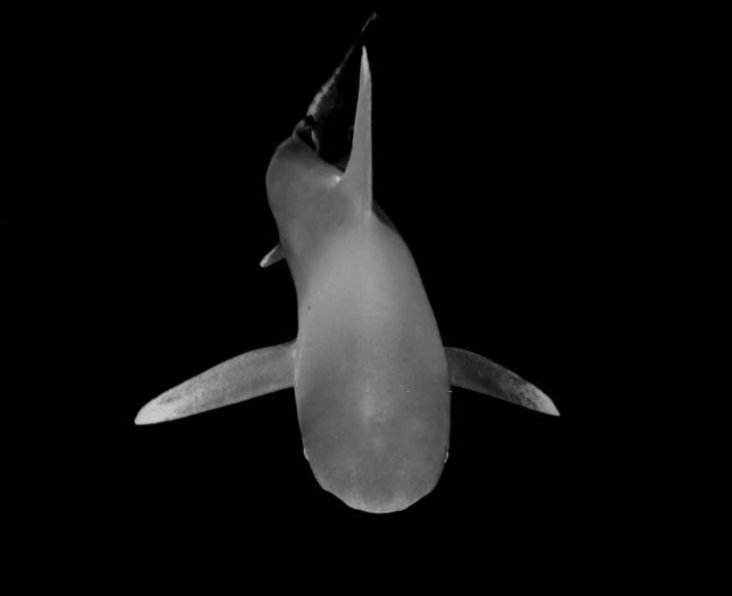 Longimane - Carcharhinus longimanus 4