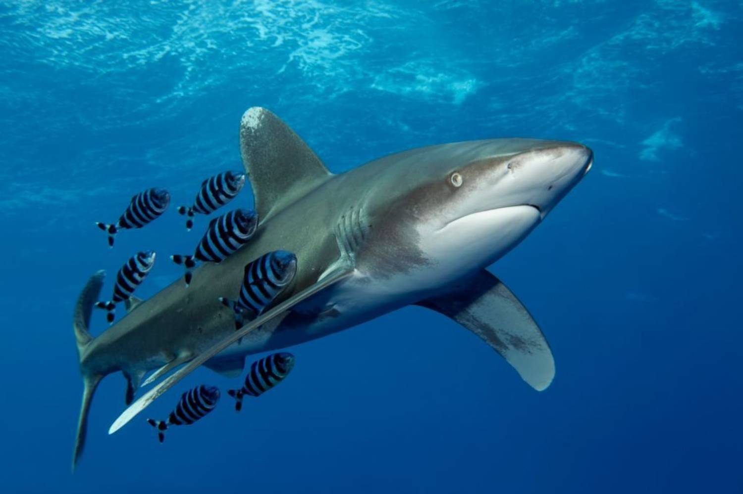 Requin Longimane, Tout Savoir Sur Carcharhinus Longimanus