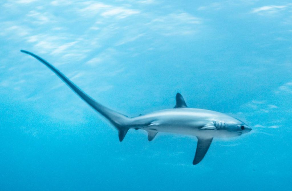 Requin Renard, Tout Savoir Sur Alopias