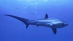 Requin Renard Alopias