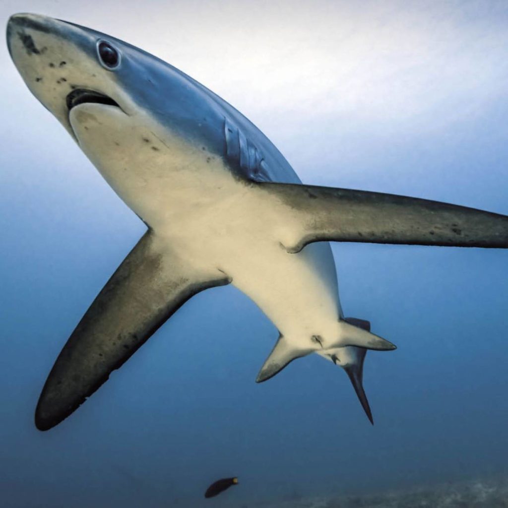 Requin renard, tout savoir sur Alopias — free download