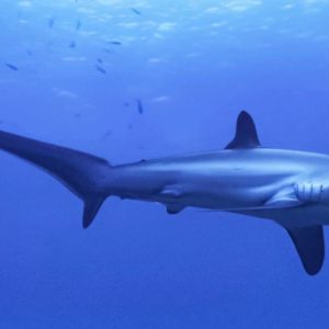 Requin Renard Alopias