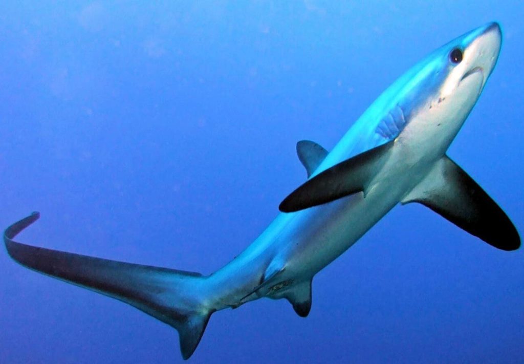 Requin Renard, Tout Savoir Sur Alopias