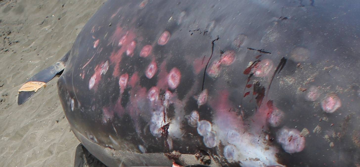 Baleine à bec de Gray mordue par un squalelet féroce
