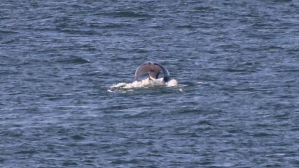 Baleine à bosse à la queue enroulée 4