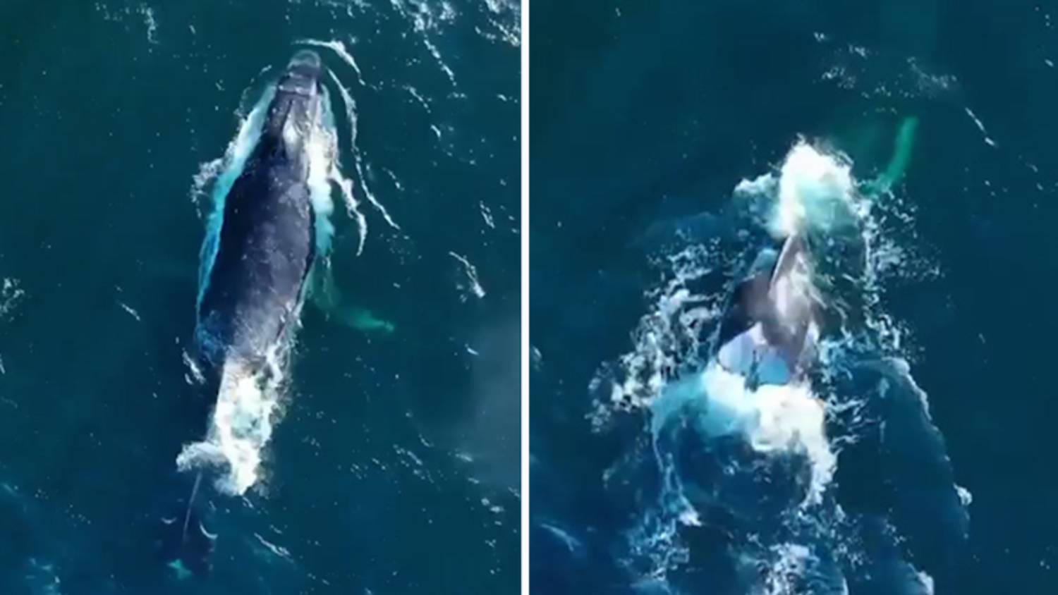 L’étrange Baleine à Bosse à La Queue Enroulée En Forme De Cœur