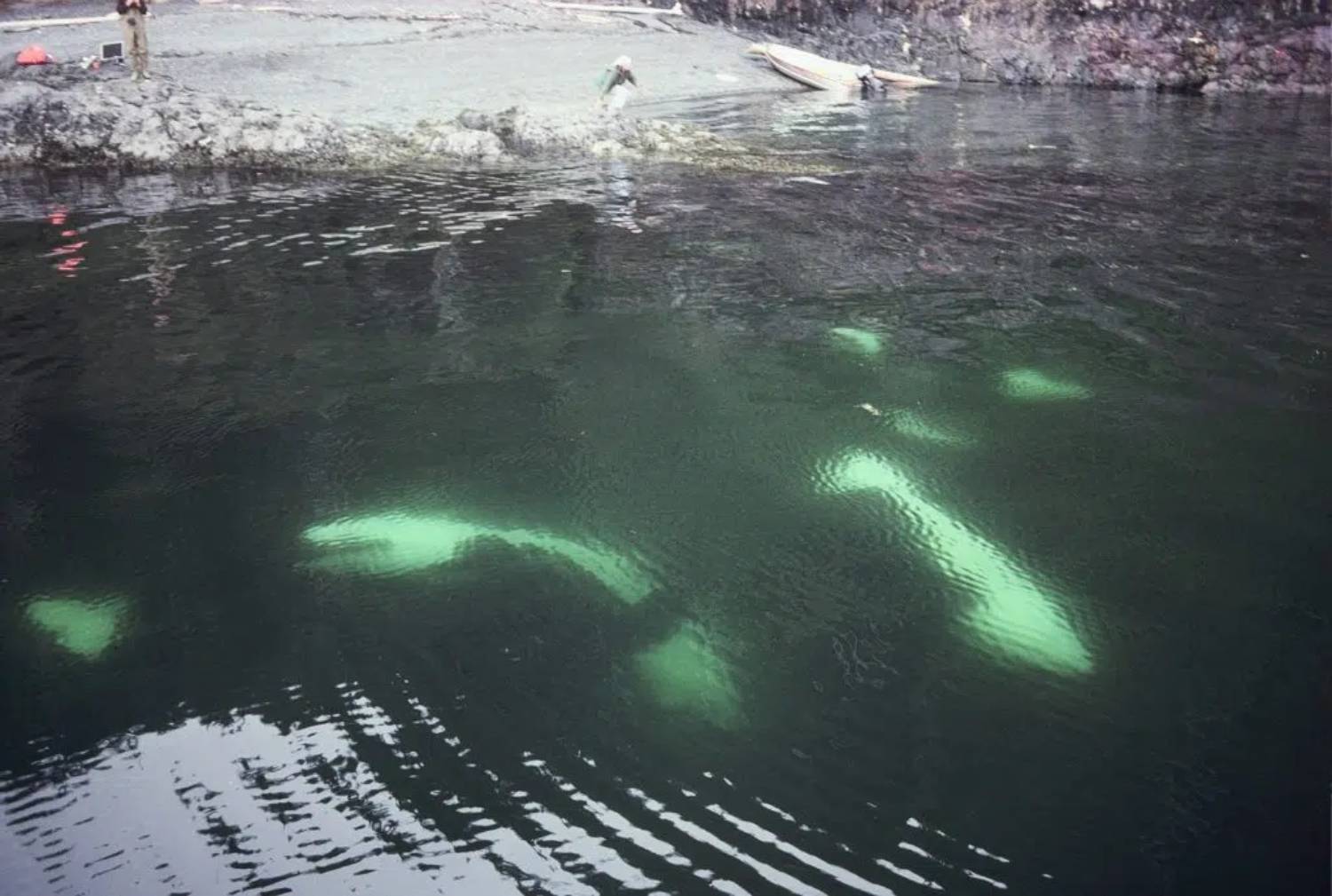 Orques résidentes du nord © OrcaLab