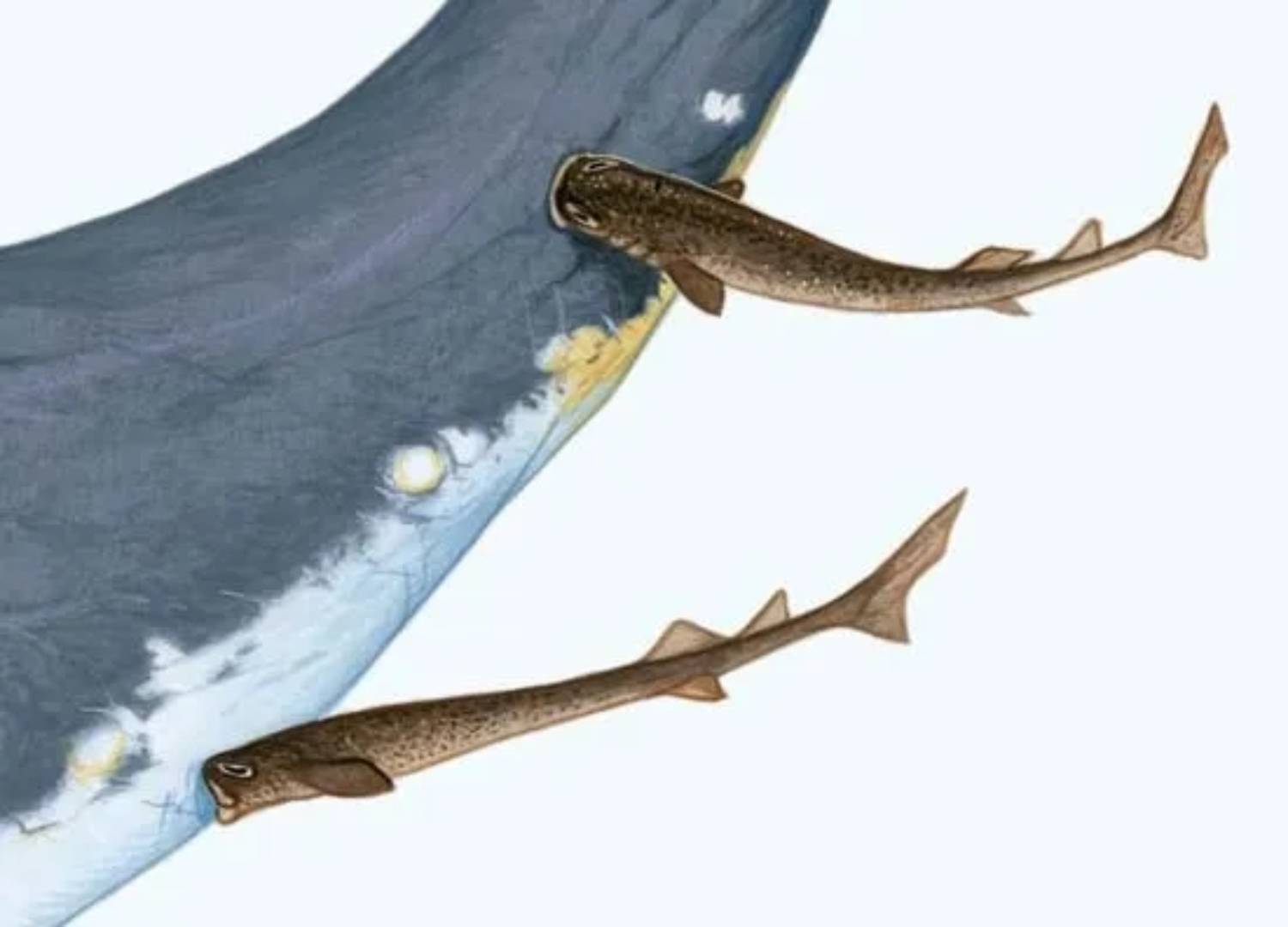 Figuration d'un requin blanc mordu par des squalelets féroces