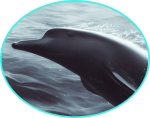 Baleine à bec