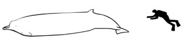 Comparaison baleine à bec de Sato et humain