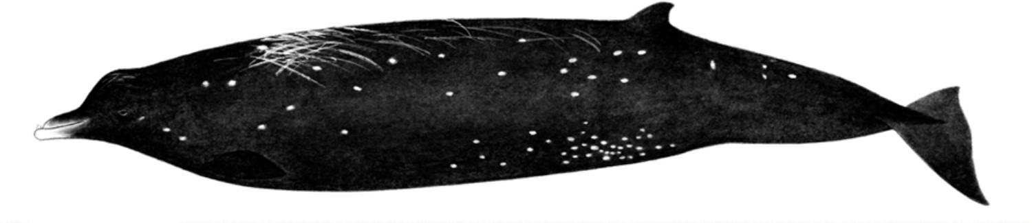 Illustration de la baleine à bec de Sato