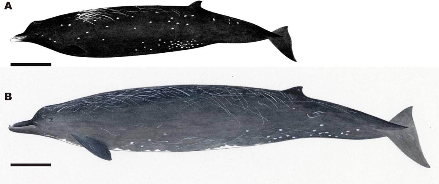 Comparaison baleine à bec de Baird et Sato