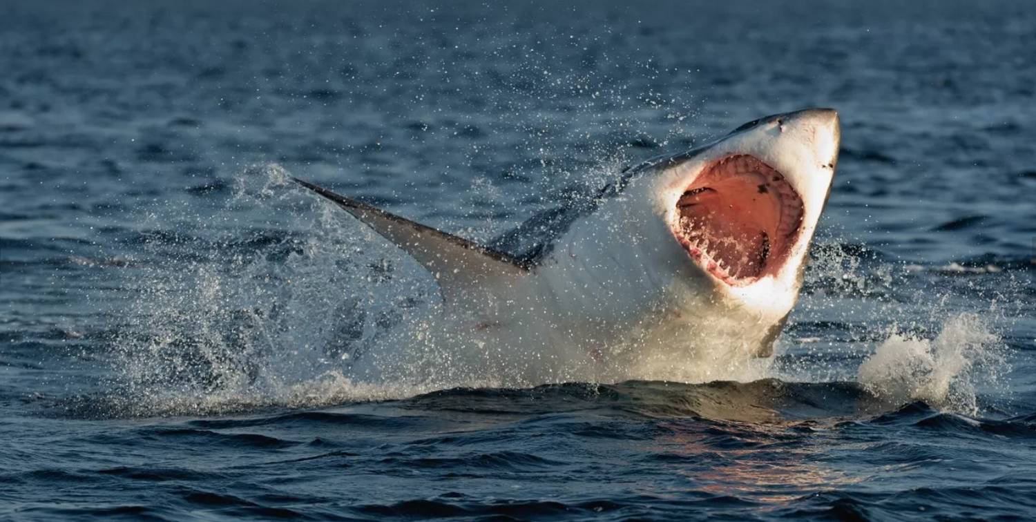 Grand requin blanc ventre blanc