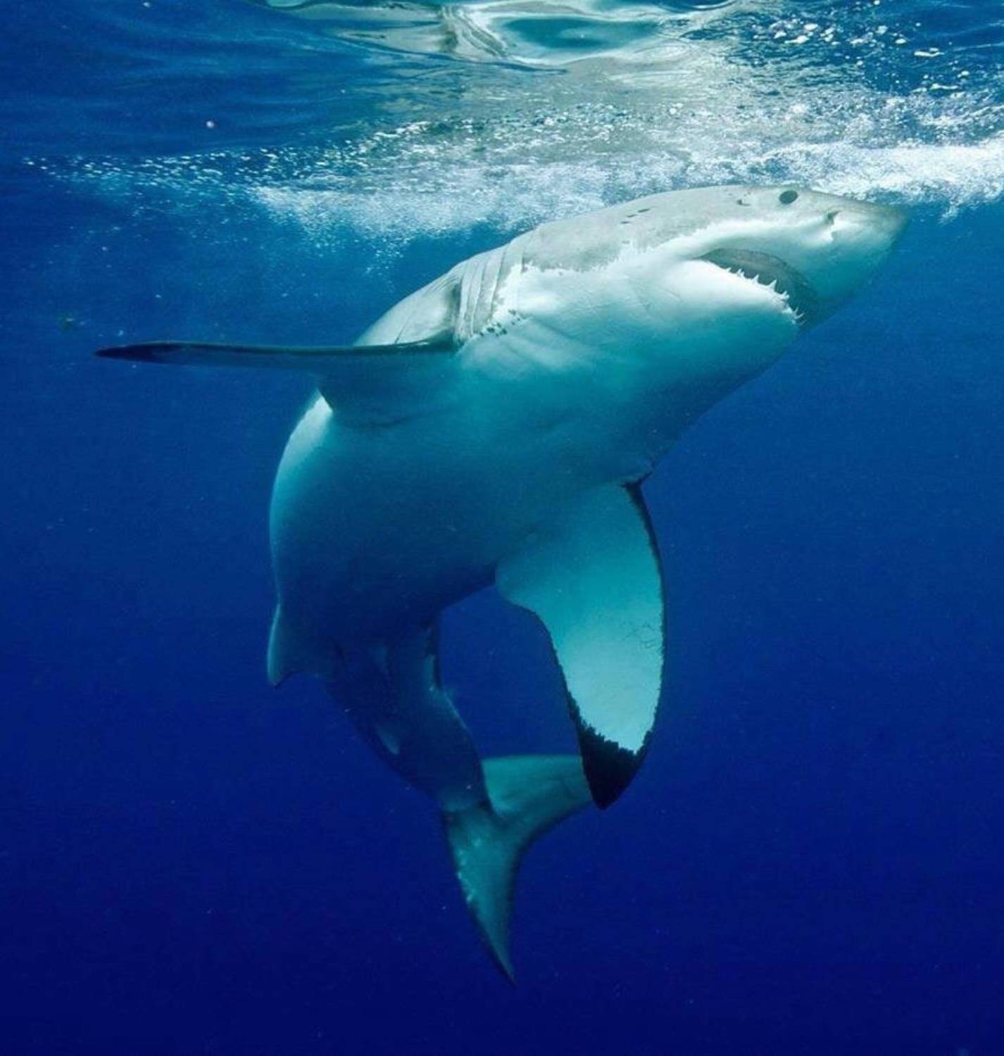 Grand requin blanc en surface