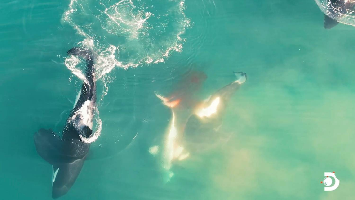 Orque vs requin blanc False Bay