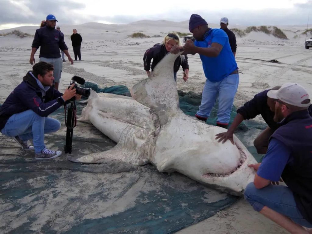 Orque vs requin vidéo d’orques dévorant un requin blanc