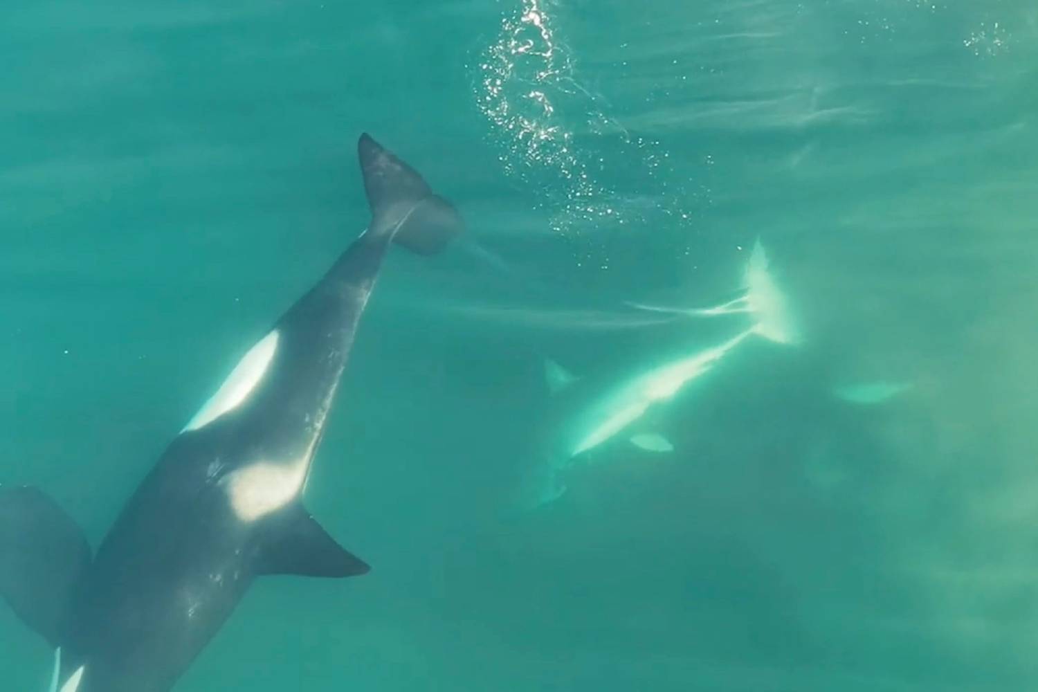 Orques vs requin blanc