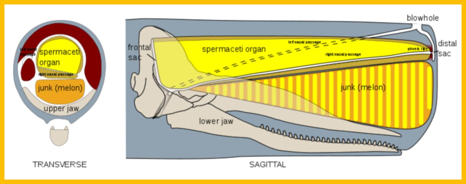 Anatomie de la tête du cachalot