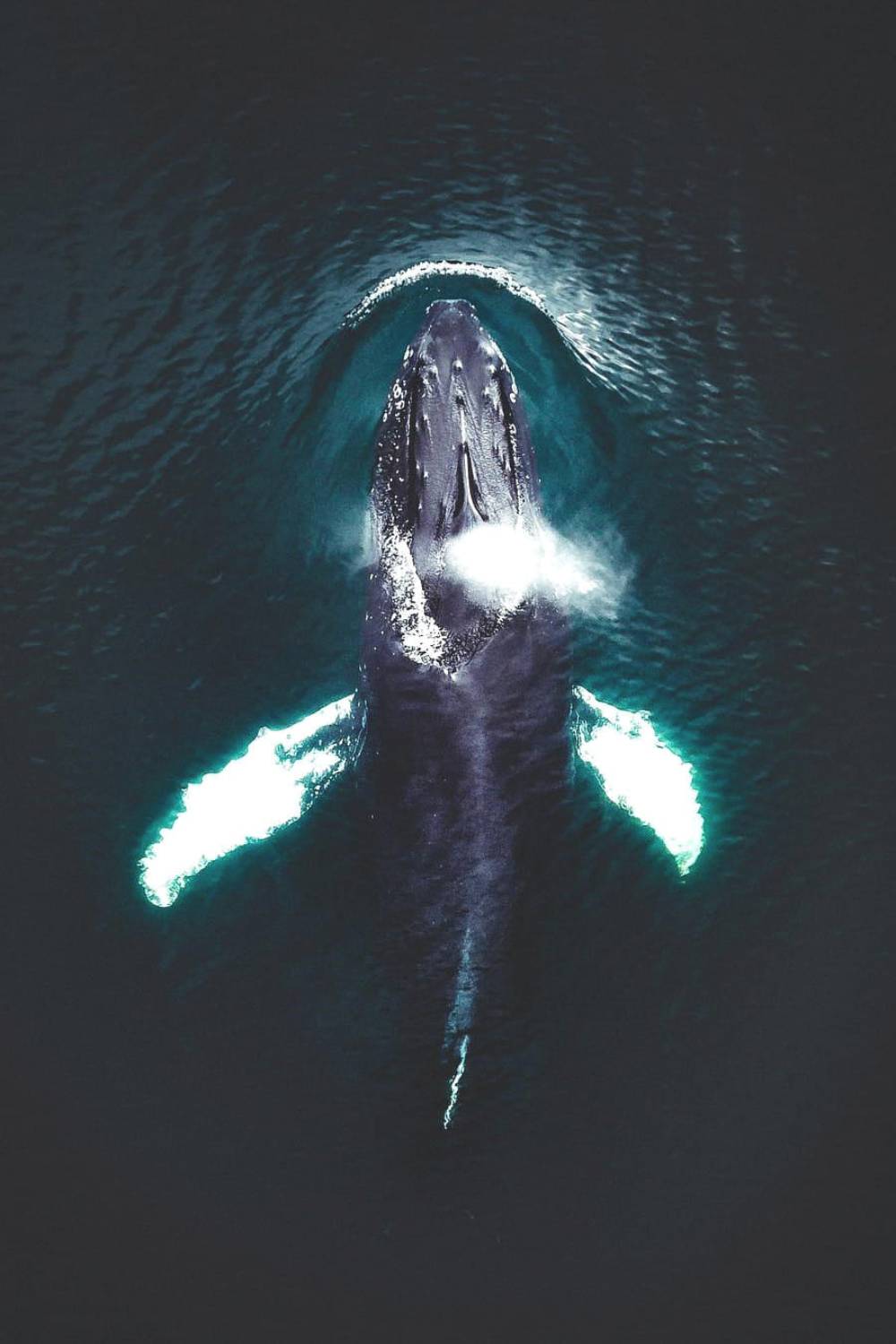 Baleine à bosse vue par drone