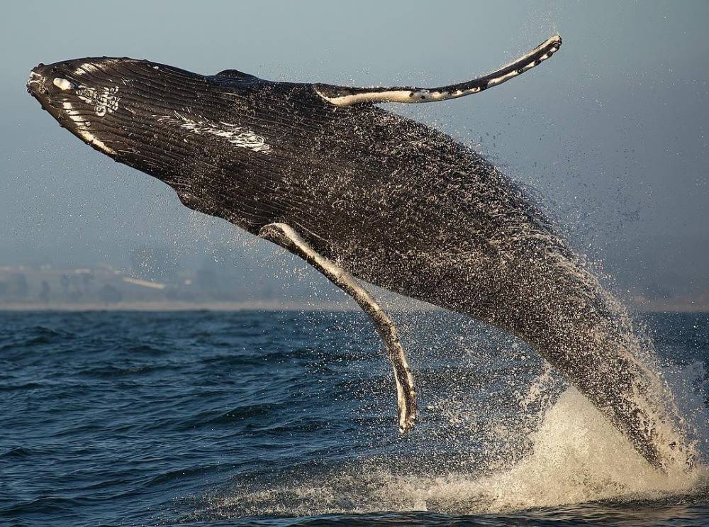 Brèche baleine à bosse