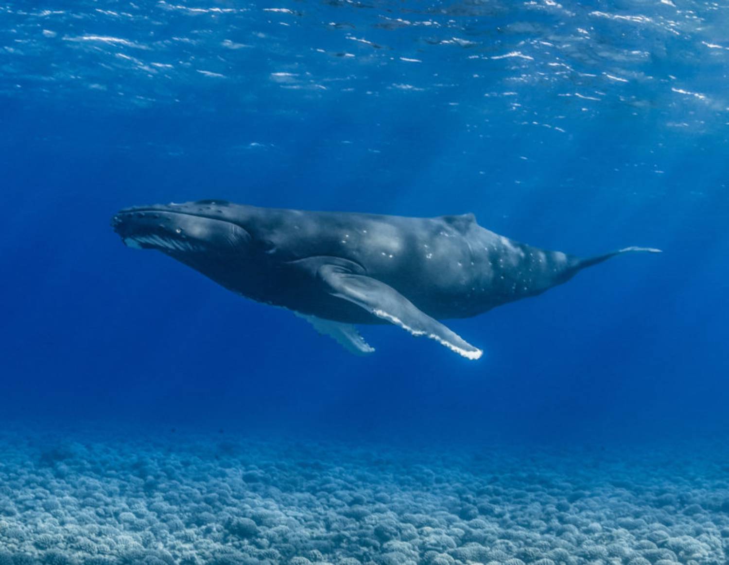 Chant de baleine à bosse transmission chant